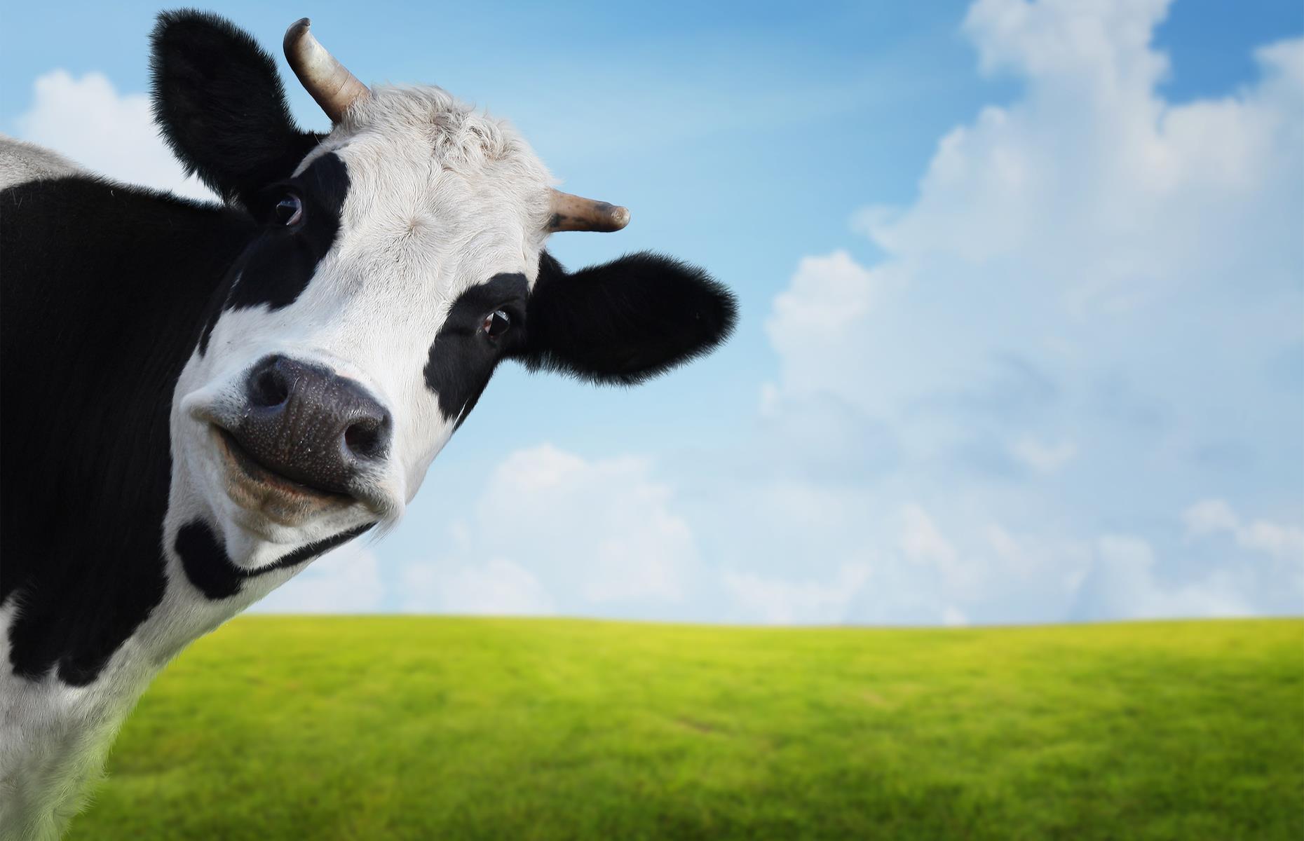 Mississippi: Cow exemption